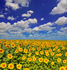Fototapeta premium Sunflowers field