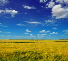 Obraz premium Summer rural landscape