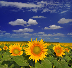 Golden sunflowers