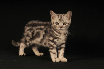 Obraz premium BRITISH SHORTHAIR