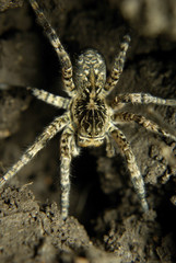 Large spider