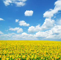 Obraz premium sunflower field