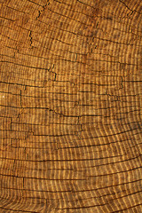 Fototapeta premium Textures tree oak
