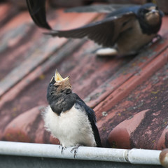 Hirondelle rustique - Barn Swallow - (hirundo rustica) © JMP de Nieuwburgh