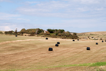 Obraz premium Island of green amidst harvested fields
