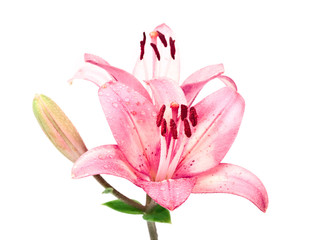 Wet pink lilly isolated on white background - obrazy, fototapety, plakaty