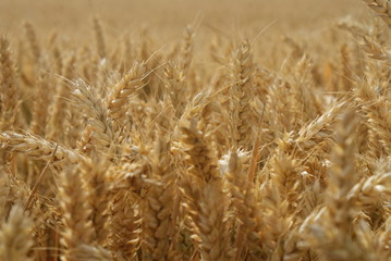 wheat