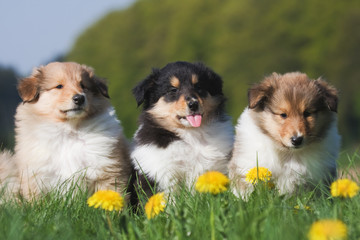 drei Collie-Welpen
