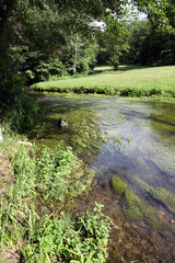 Fototapeta na wymiar River and water vegetation