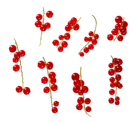 Red currant