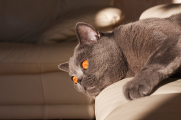 Faul auf der Couch liegen