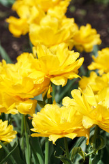Fototapeta premium spring tulip meadow