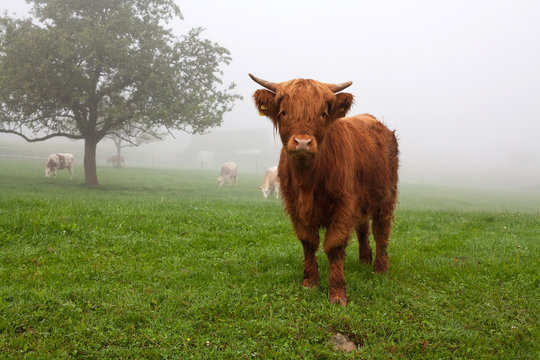 Red Cow On Field On Foggy Day