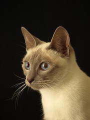 Thaikatze 1