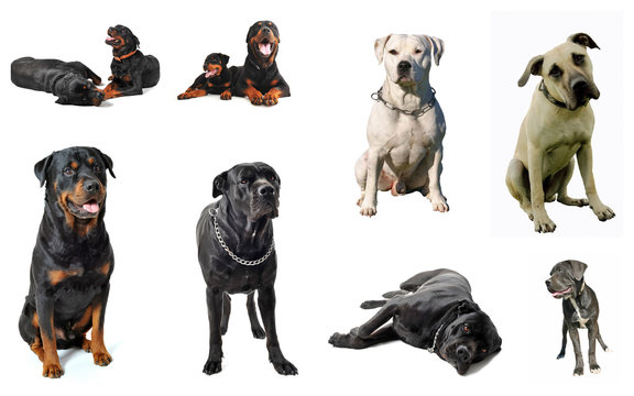 molosses