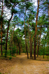 Summer afternoon in a forest, forest road