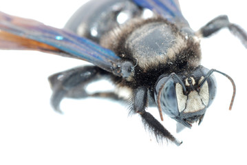 bombus bee