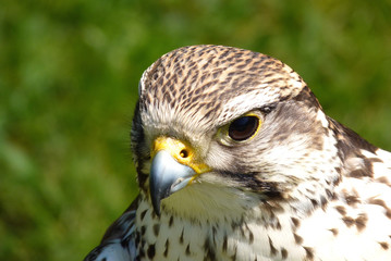 Bussard