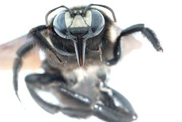 bombus bee