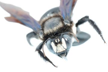 bombus bee