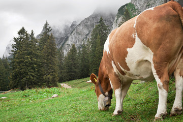 Fototapeta na wymiar Cow Grazing in the Mountains