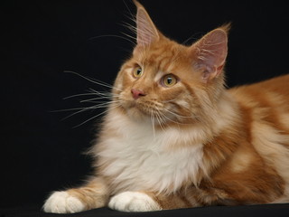 Maine Coon Katze 1