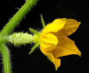 Cucumber flower on black