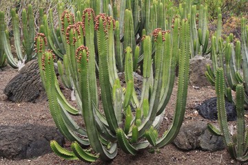 Kanaren-Wolfsmilch euphorbia canariensis