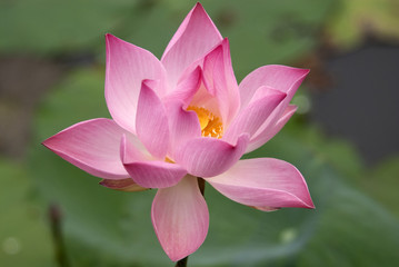 Lotus flower