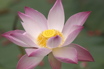 Fototapeta premium Lotus flower