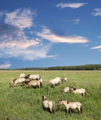 Obraz premium Wild horses.