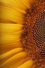 The beautiful sunflower