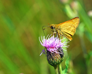 Large skipper feeding on a thistle
