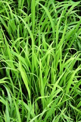 Fototapeta na wymiar green grass on a meadow