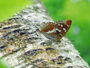 Purple emperor butterfly