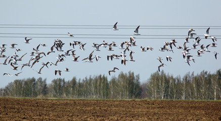 Black-headed, Larus ridibundus