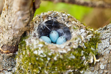 Chaffinch, Fringilla coelebs