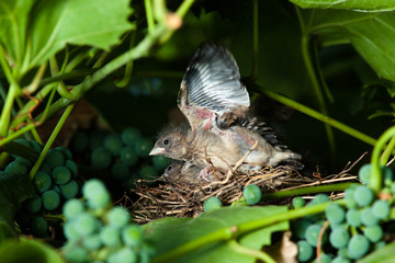 Linnet, Acanthis cannabina, Carduelis