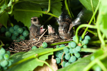 Linnet, Acanthis cannabina, Carduelis