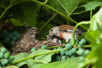 Linnet, Acanthis cannabina, Carduelis