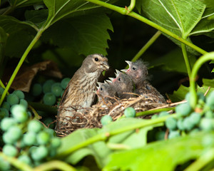 Linnet, Acanthis cannabina, Carduelis