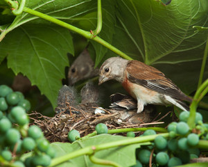 Linnet, Acanthis cannabina, Carduelis