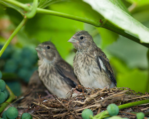Linnet, Acanthis cannabina, Carduelis