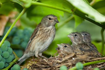 Linnet, Acanthis cannabina, Carduelis