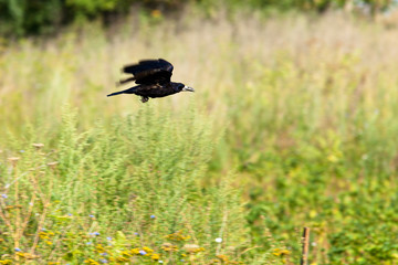 Rook, Corvus frugilegus