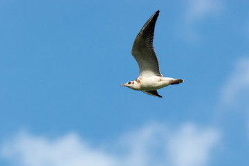 Black-headed, Larus ridibundus