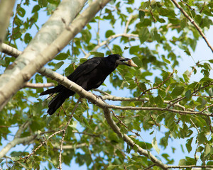 Rook, Corvus frugilegus