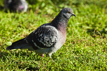 Rock Dove, Pigeon, Columba livia
