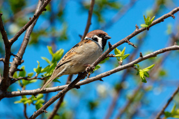Tree Sparrow, Passer montanus