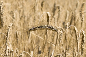 Weizenfeld